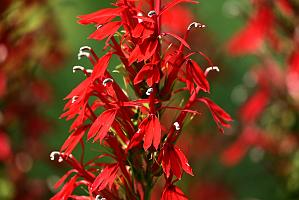 2025-08150114 Tower Hill Botanic Garden, MA